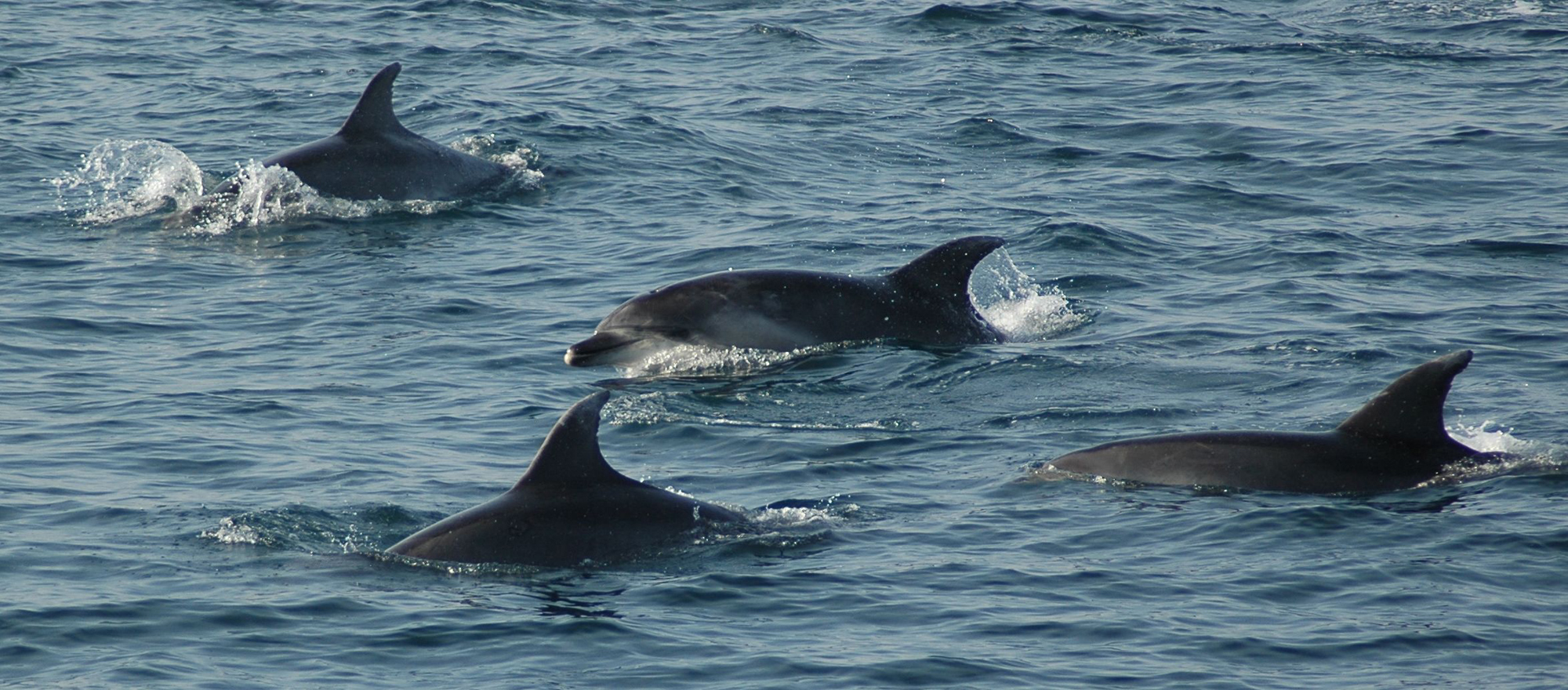 Conférence "Biodiversité de la faune marine focus sur les prédateurs supérieurs