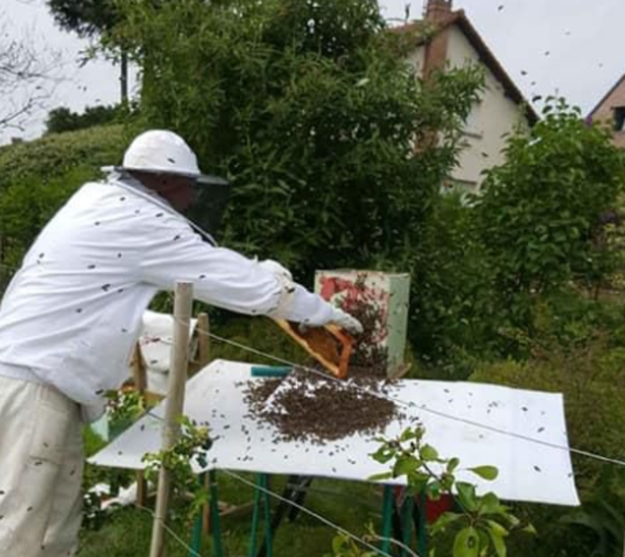 À la découverte des abeilles et de l'apiculture au rucher Apiculture - Farineau Jean Pierre Jeumont Jeumont