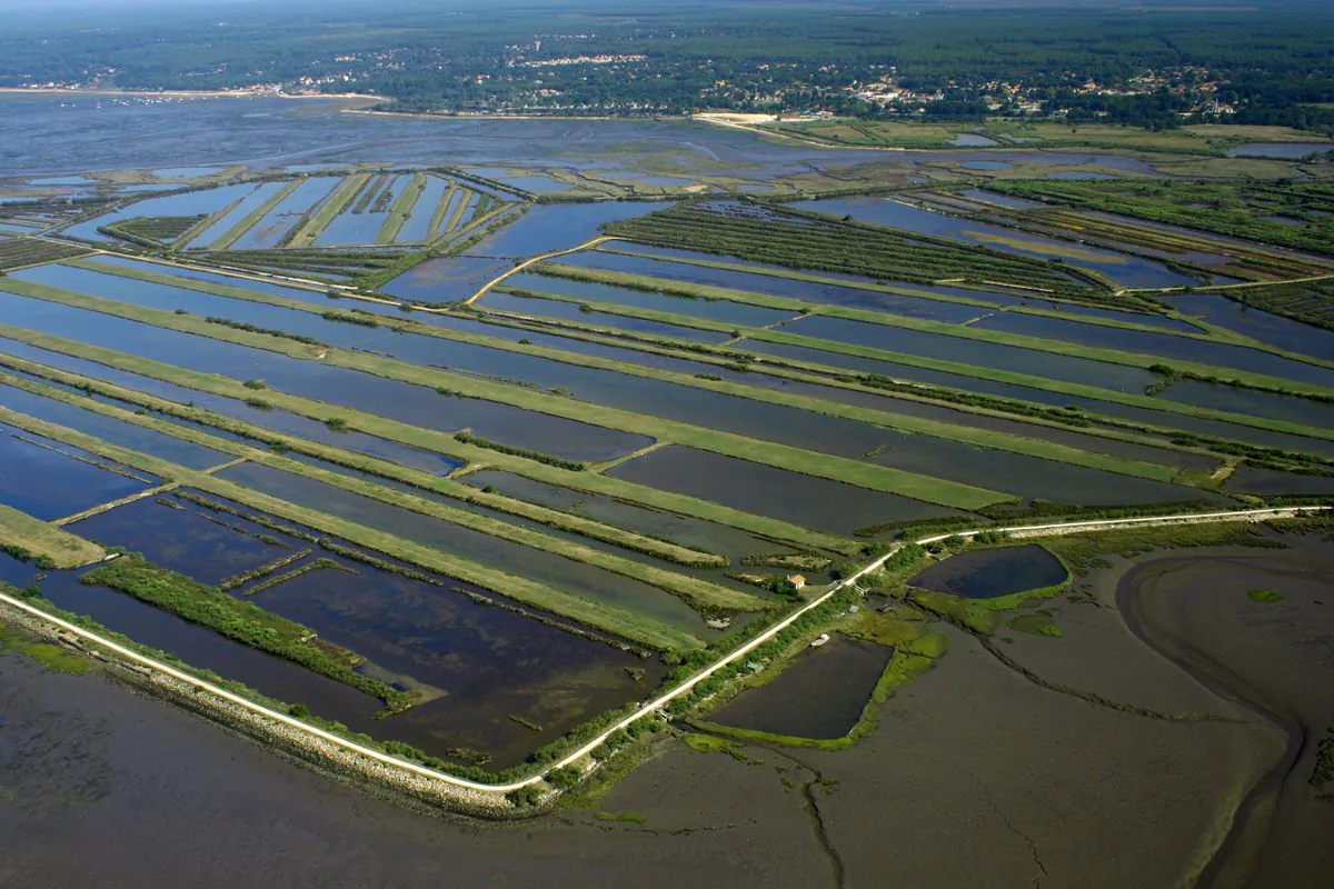 Domaine de Certes et Graveyron  C'est quoi cet oiseau que j'ai vu sur le Bassin