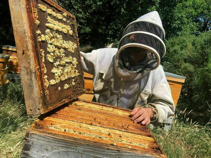 Extraction de miel dans notre boutique de Guérande Boutique Famille Mary Guérande ZAC de Villejames Guérande