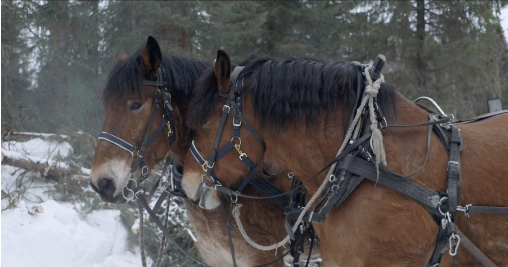 Rencontre "En compagnie du cheval " Bernadette Lizet