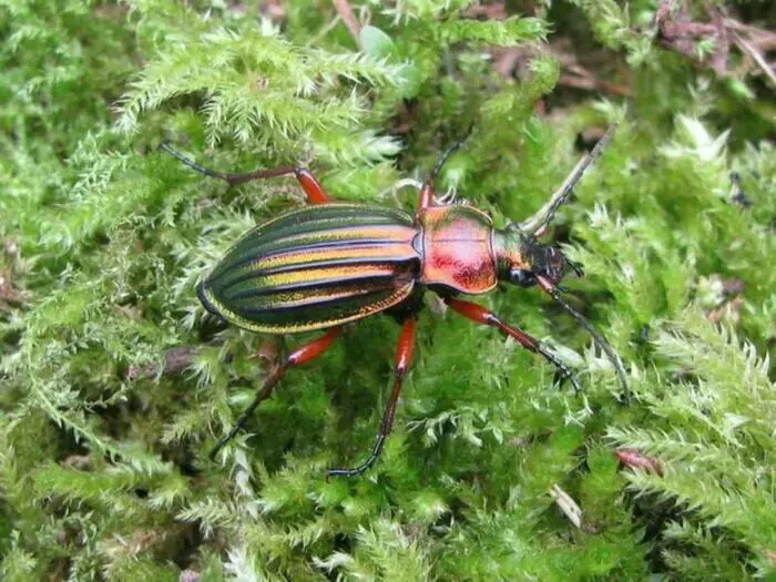 Les explorateurs du minuscule – Balade par Île-de-France Nature Chemin du Luat Ecouen Écouen