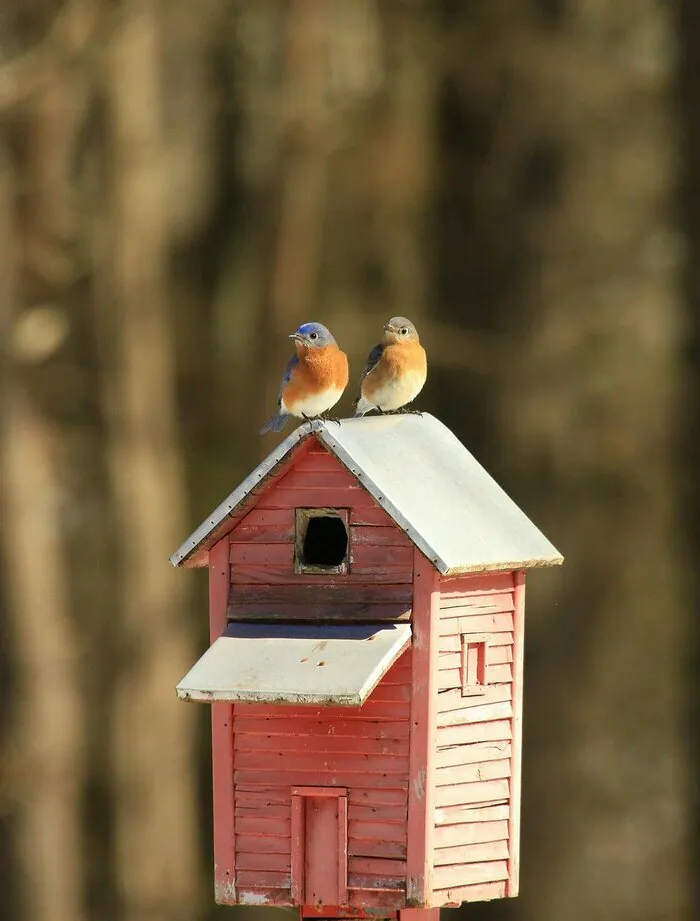 Conférence : les oiseaux de nos jardins Médiathèque du Pont des arts Cesson-Sévigné