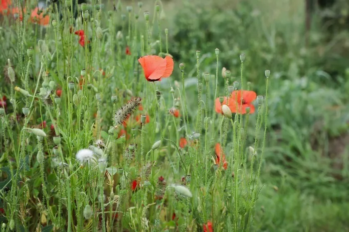 Créer le jardin du futur Dans le jardin d'un particulier Montgermont