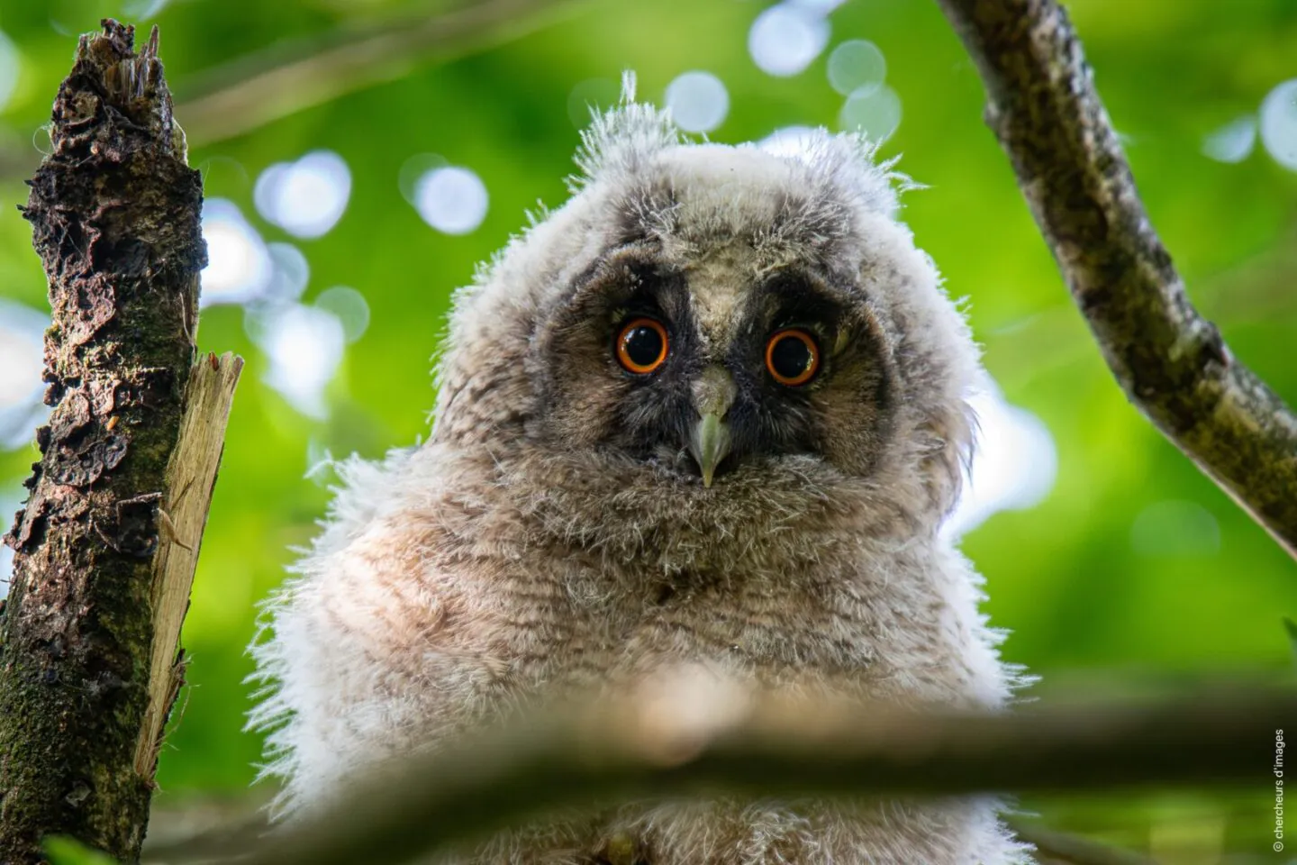 Curieux de nature