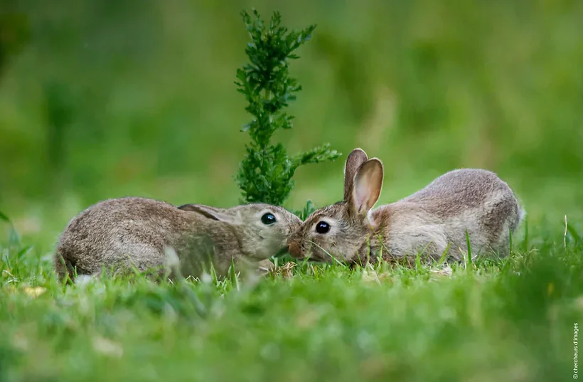 Curieux de nature