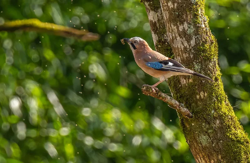 Curieux de nature