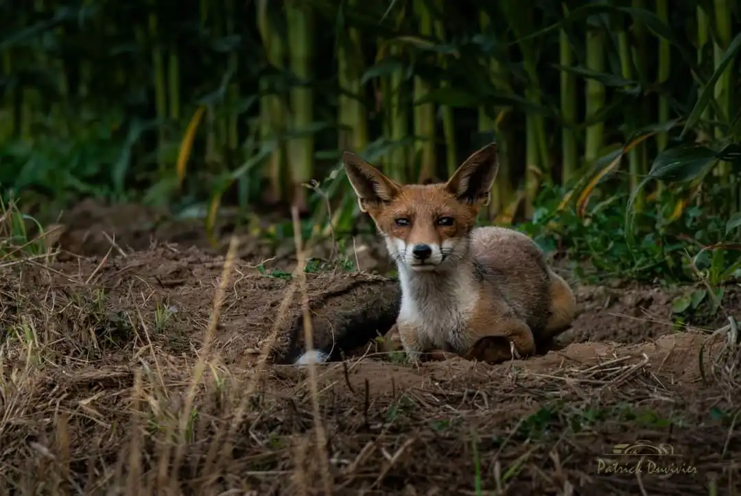 Curieux de nature