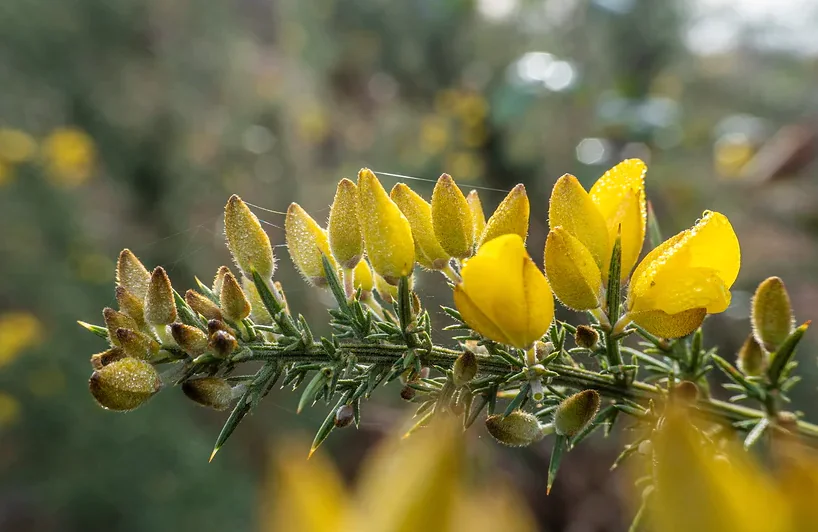 Curieux de nature