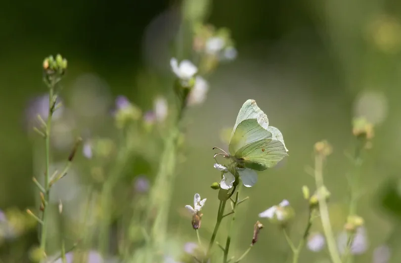 Curieux de nature