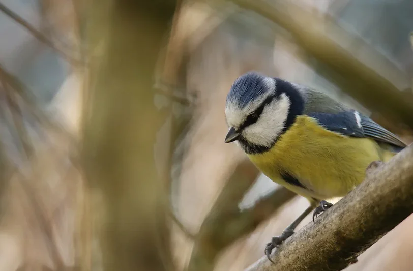 Curieux de nature