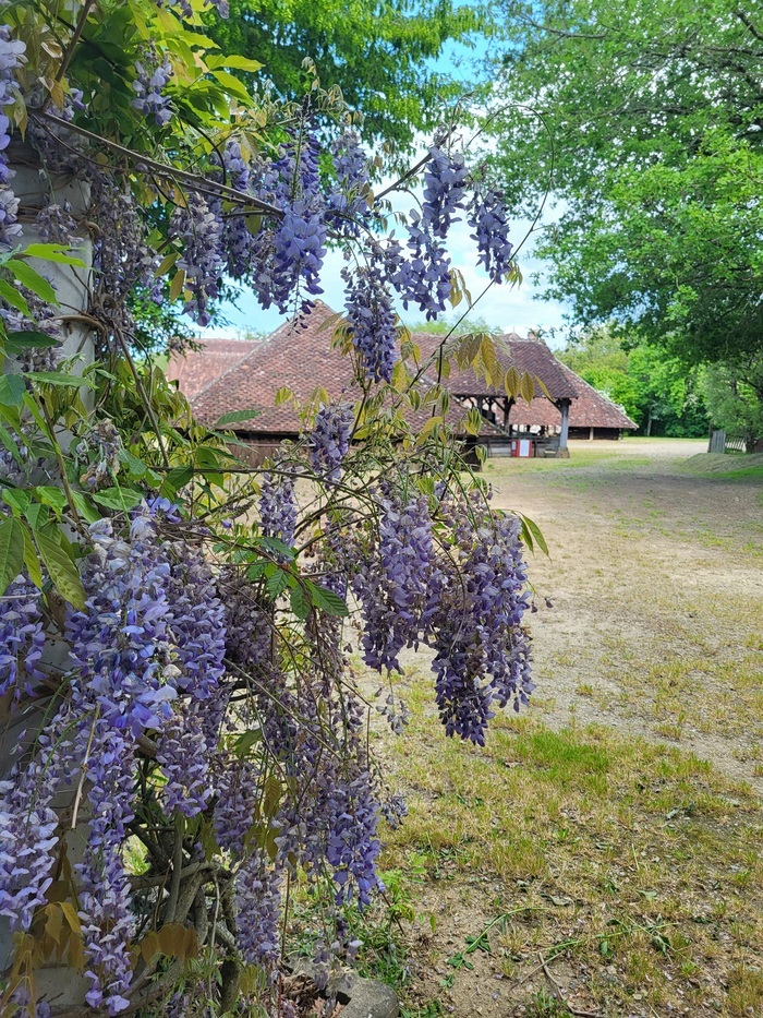 Visite guidée de la Tuilerie de Pouligny Écomusée Tuilerie de Pouligny Cheniers