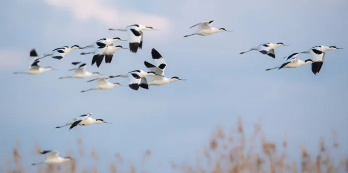 Sortie nature : « les oiseaux du marais de Tasdon à La Rochelle » Église Saint-Nicolas - Quartier de Tasdon La Rochelle