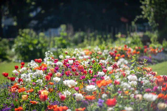 Visite du jardin botanique du Père Delavay Église Saint-Paul Annecy