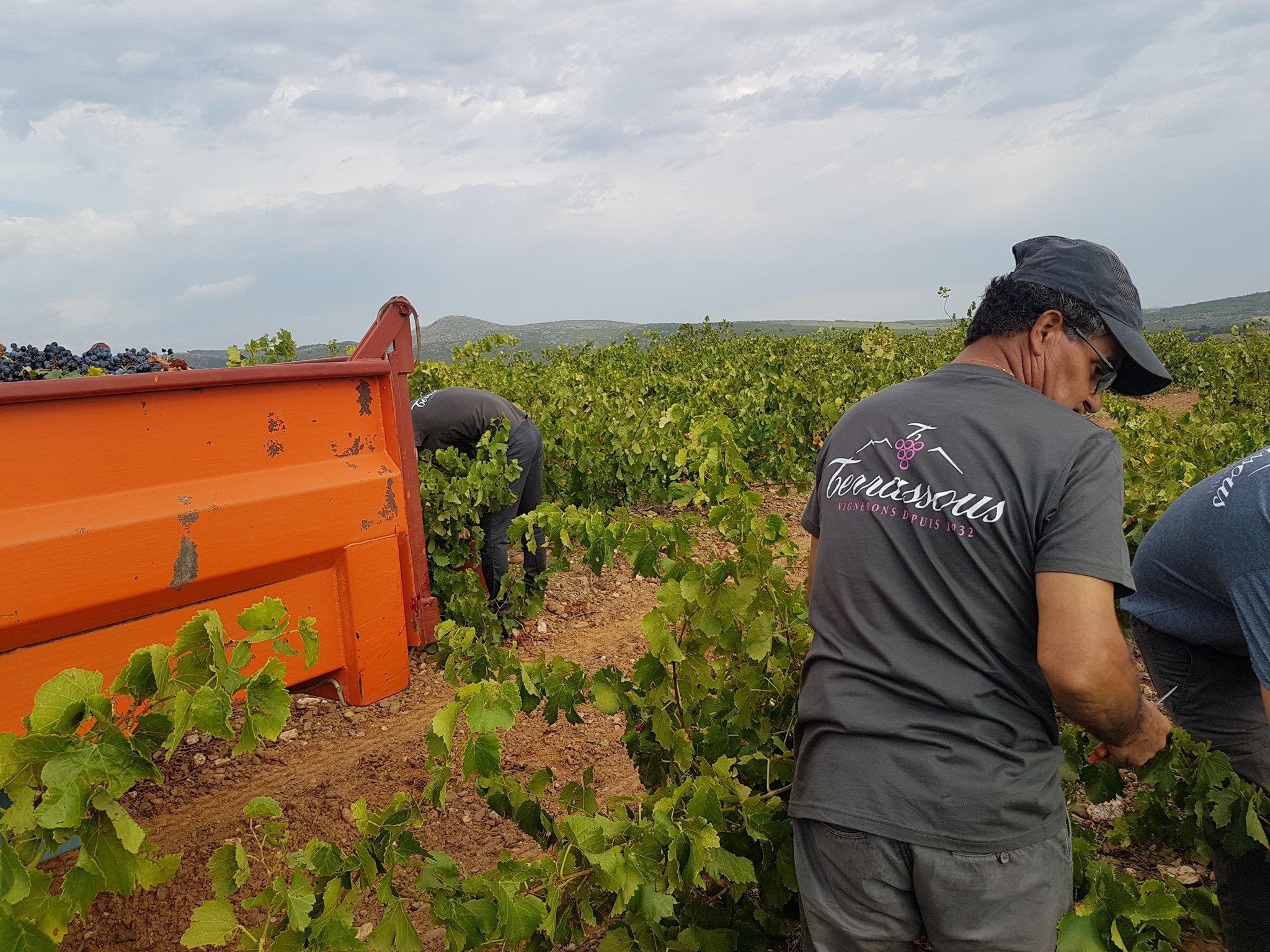 DECOUVERTE DU VIGNOBLE TERRASSOUS