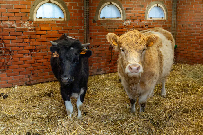 Sortie des animaux commentée Ferme Pédagogique Marcel Dhénin Lille