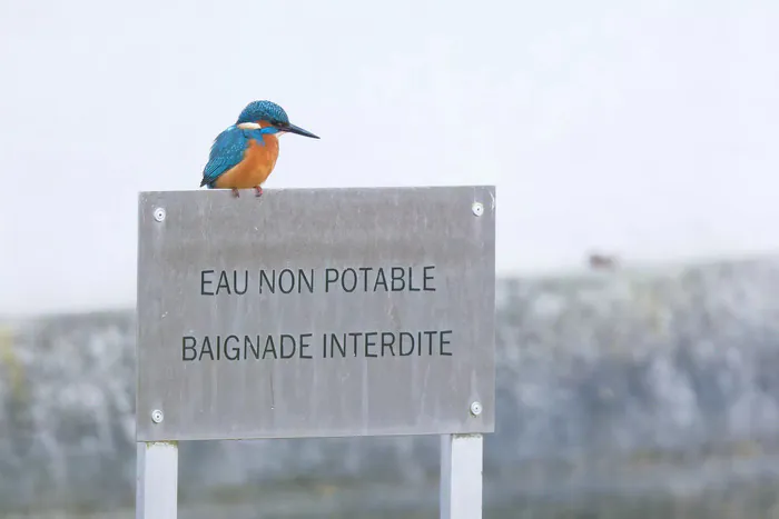 Atelier-visite : Découverte des animaux du Domaine et d’Ile-de-France avec Nicolas Davy Fondation GoodPlanet Paris