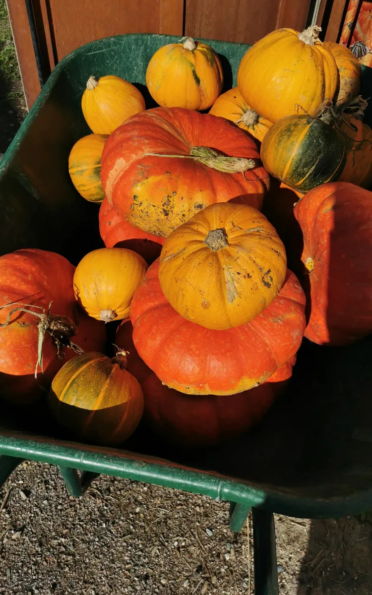 La fête de la courge à la Ferme de Paris La Ferme de Paris Paris