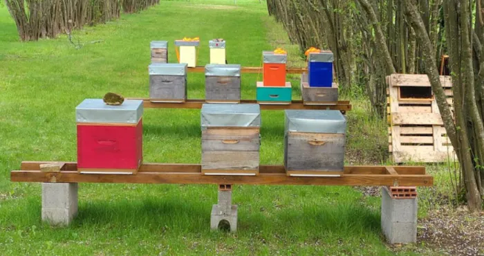 Immersion au Petit Rucher Denonois : rencontre avec l'apiculteur et découverte des abeilles Le Petit Rucher Denonois Effiat