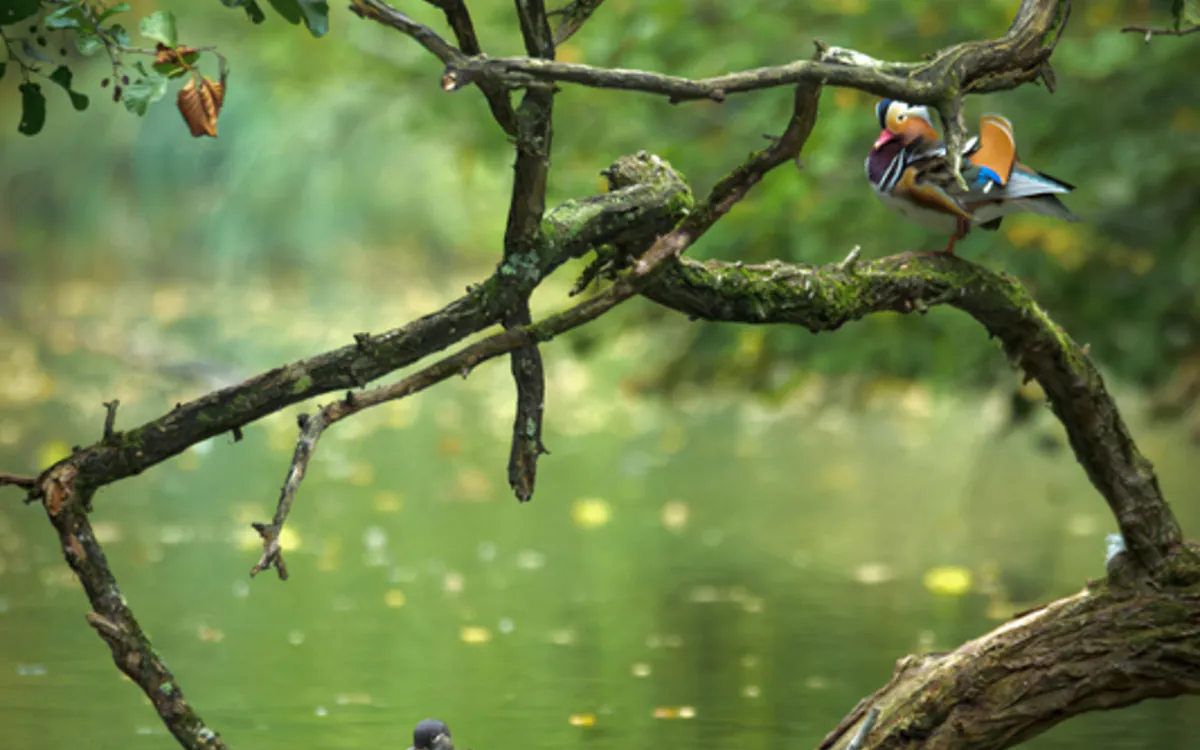 Les oiseaux au lac des Minimes Maison Paris Nature Paris