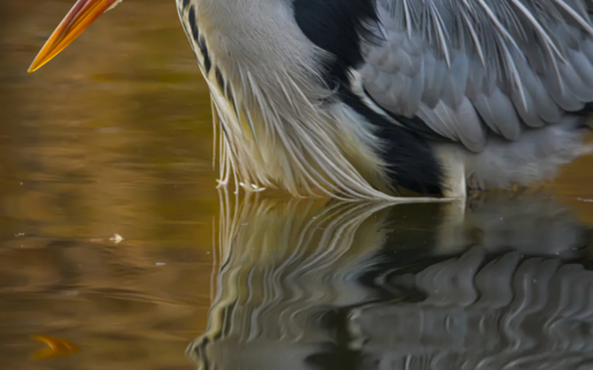 Les oiseaux au parc des Buttes Chaumont Maison Paris Nature Paris