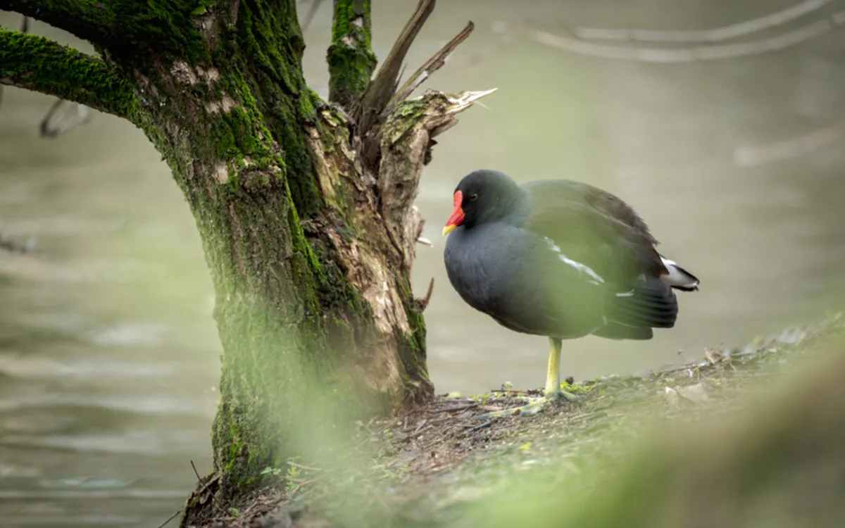 Les oiseaux au parc Montsouris Maison Paris Nature Paris