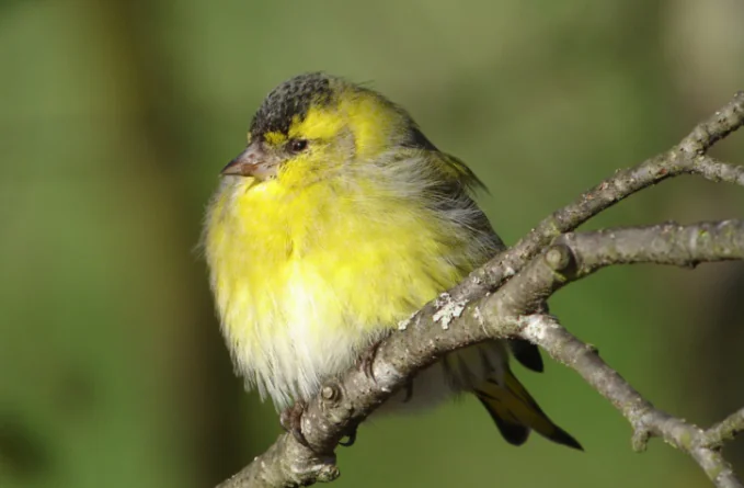 Les Oiseaux des Bords de Vienne Limoges