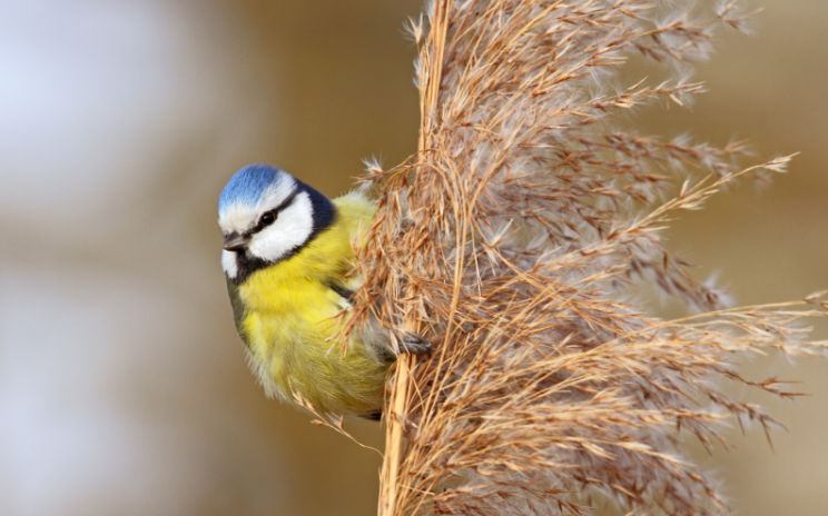 Les oiseaux des villes et des jardins Limoges