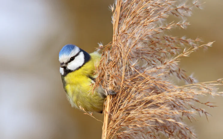 Les oiseaux des villes et des jardins Limoges