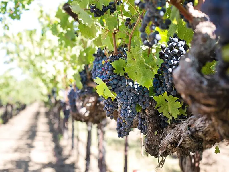 CONFÉRENCE LA VIGNE EN MEUSE