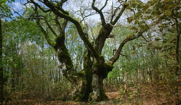 Dans le cadre des Automnales de Meyssac projection de film