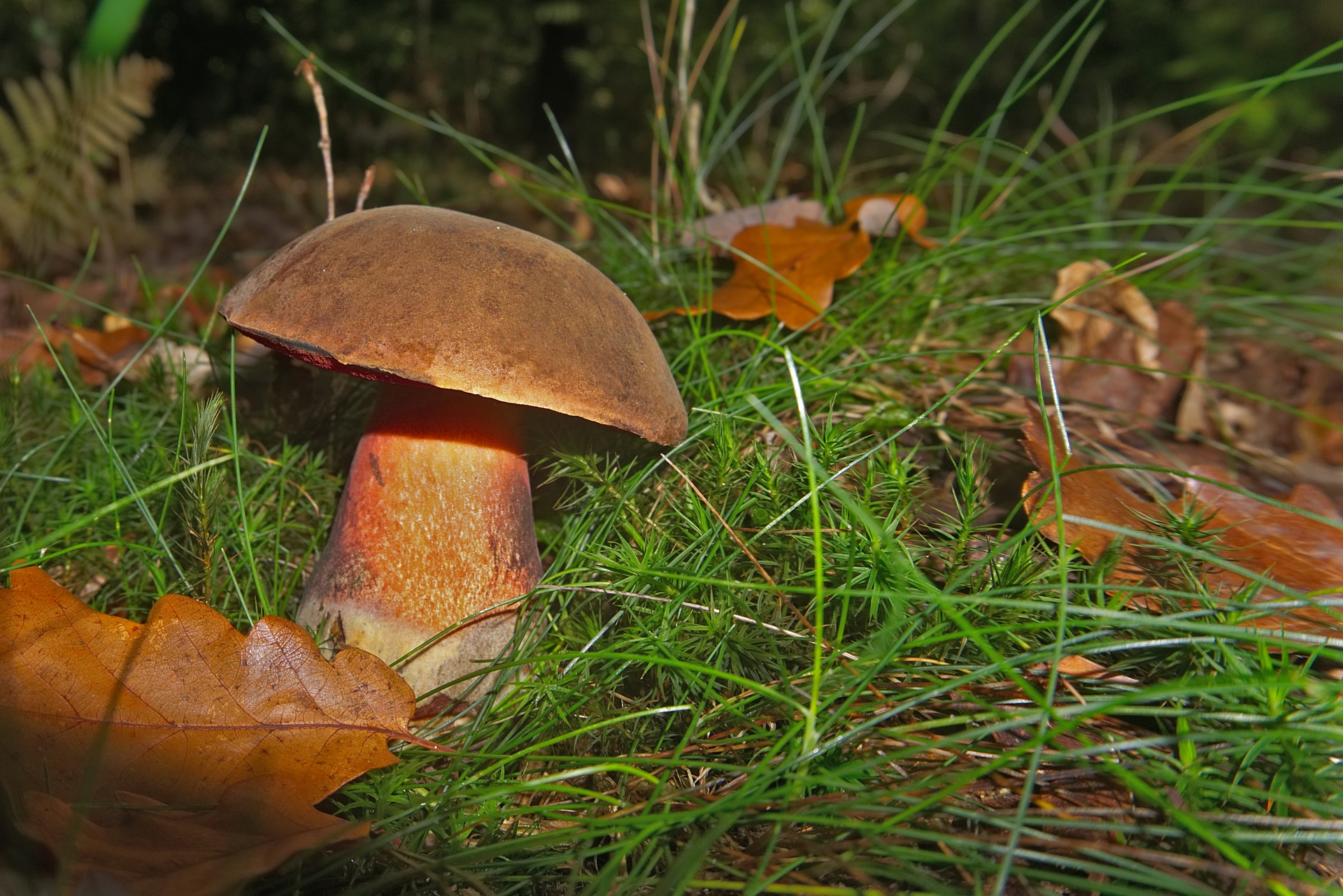 INITIATION À LA MYCOLOGIE  LA VIE MYSTÉRIEUSE DES CHAMPIGNONS