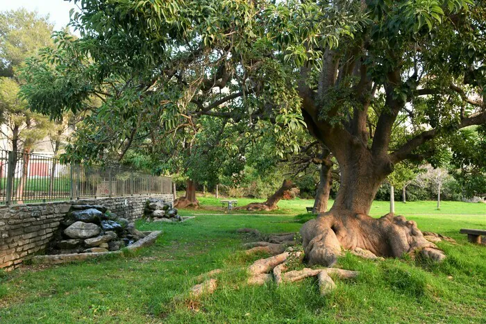 Les plantes et les arbres parlent aux Hommes