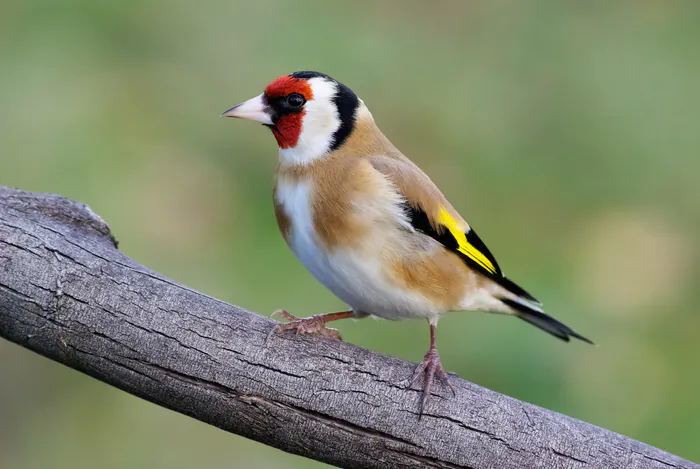 Les oiseaux de mon quartier (Fives) Parc des Dondaines Lille