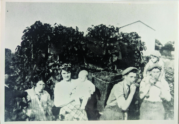 Exposition sur l'histoire de la vigne et de l'agriculture à Herblay Place de la Halle Herblay-sur-Seine