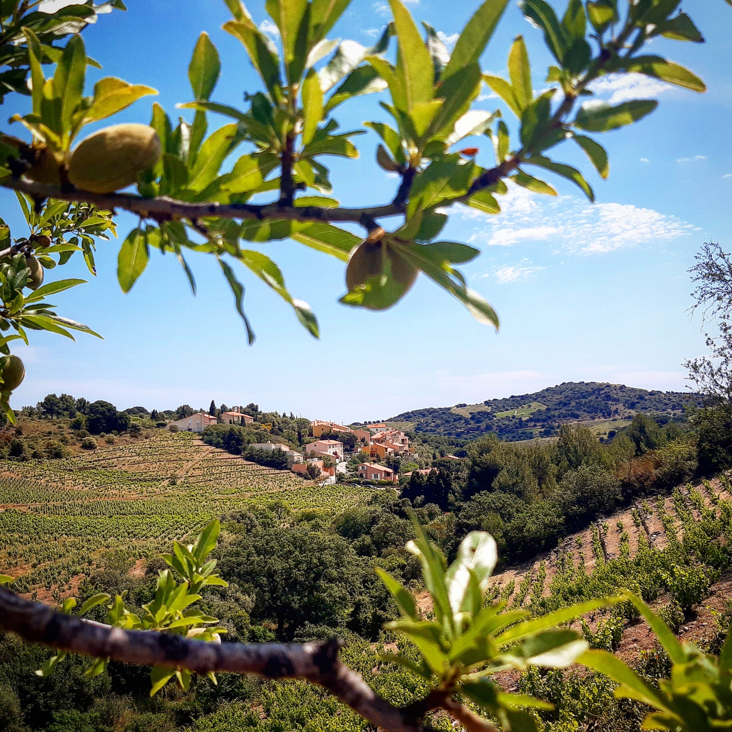 RANDONNEE ENCADREE PORT-VENDRES CLOS ST THÉRÈSE