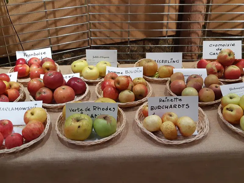 Exposition de fruits