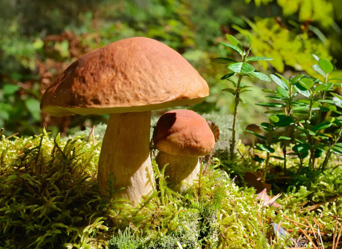 Week-end Champignons