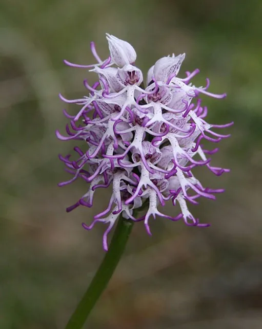 Chantiers sauvez les orchidées sauvages !