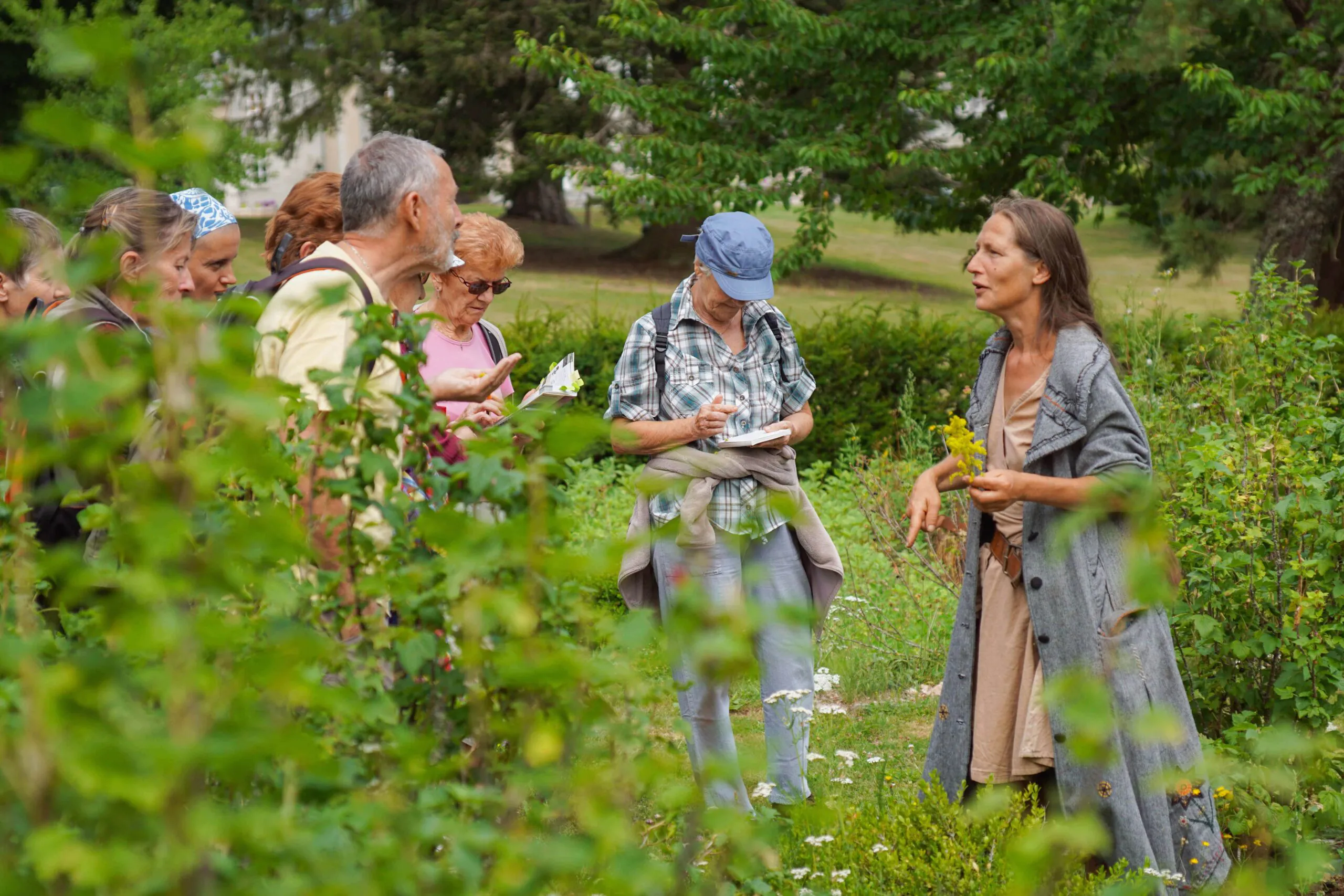 LES SORTIES NATURE LES PLANTES MÉDICINALES - OT-MEG