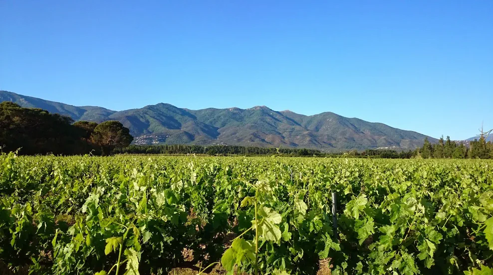 APERITIF VIGNERON "DOMAINE BISCONTE"