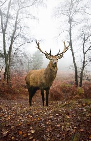 SORTIE NATURE À L’ECOUTE DU BRAME DU CERF