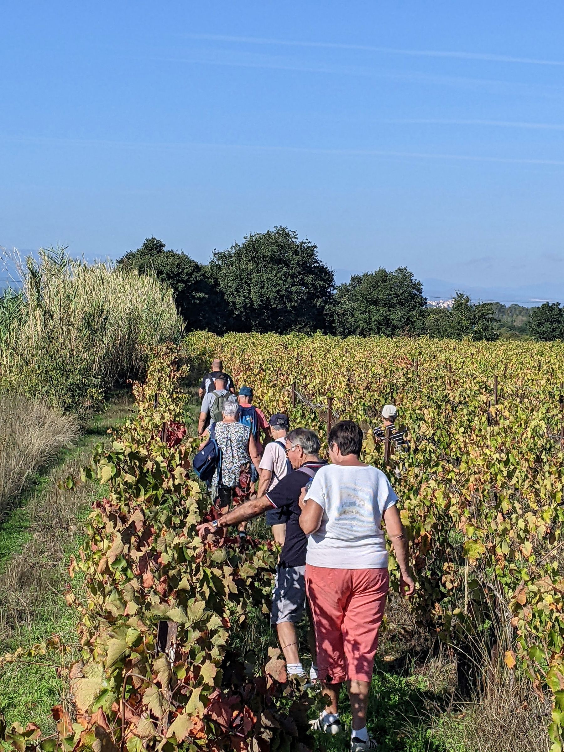 DOMAINE MAS GREGORI BALADE DINATOIRE DANS LES VIGNES