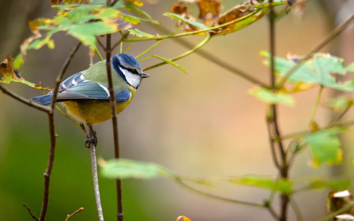 Sortie ornithologique pour les plus jeunes Maison Paris Nature Paris