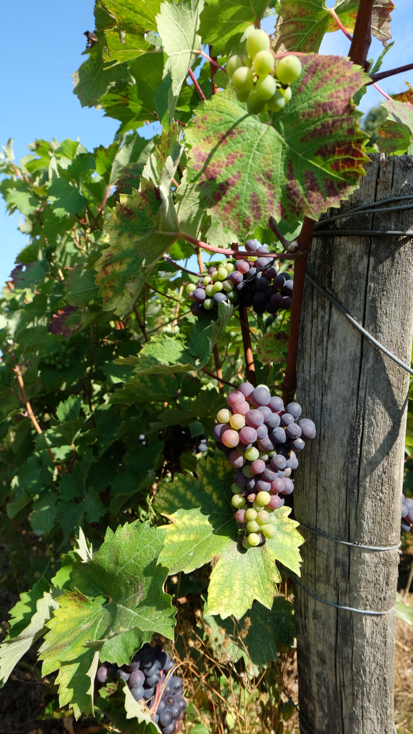 Fête de la bernache Les Caves aux Caux vins Creuzet à Thoré-la-Rochette