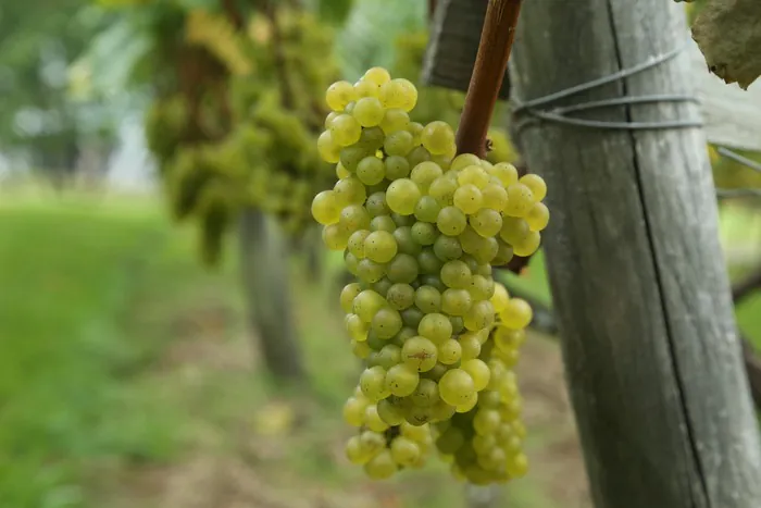 Visites commentées - Le Coteau du Braden Vigne du Braden Quimper