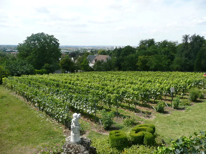 Visite guidée du vignoble de Sucy-en-Brie Vignes de Sucy-en-Brie Sucy-en-Brie