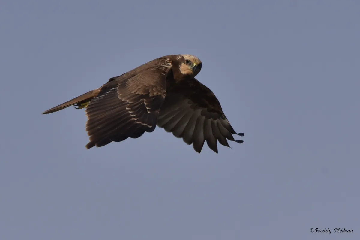 Destination sud l'automne des oiseaux migrateurs