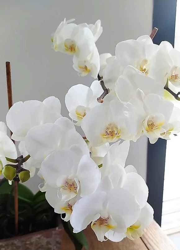 4ème édition de l'Exposition d’Orchidées