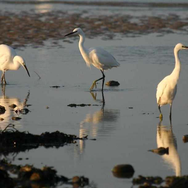 Les oiseaux des zones humides avec la LPO